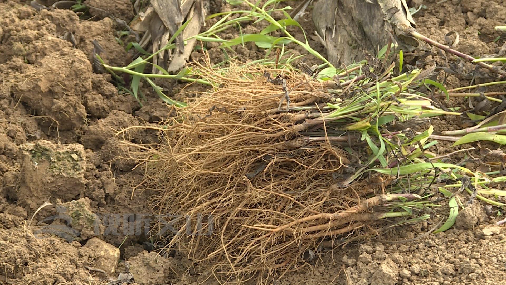 柴胡最新價格行情分析