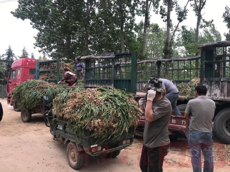 中牟蒜苔最新報(bào)價(jià)——市場(chǎng)走勢(shì)與種植戶策略分析