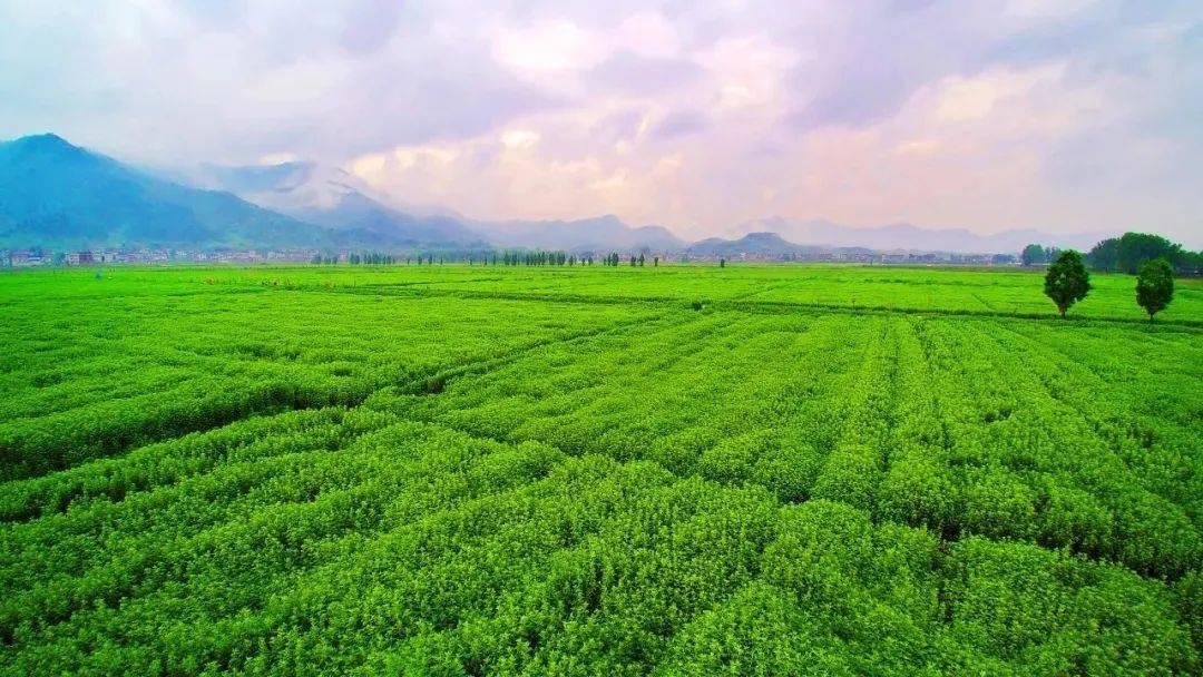 青青草最新，生態(tài)之美與綠色發(fā)展的探索